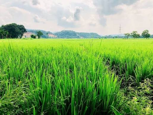 हरियाली तीज विशेष: सुहाग, श्रृंगार और प्रकृति के प्रेम का पर्व, जानिए हरियाली तीज का महत्व और परंपराएं